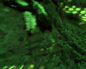 HOT MATURE MILF RIDES COCK WITH ORGASMIC FURY AND INTENSE THRUSTS