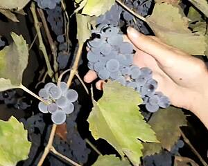 did my neighbor repay grapes with hot cunnilingus licking?