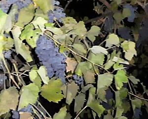 did my neighbor repay grapes with hot cunnilingus licking?