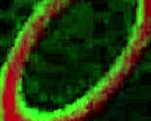 Sara Jay eats Kimber Lee's pussy