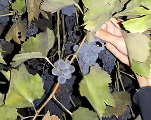 did my neighbor repay grapes with hot cunnilingus licking?