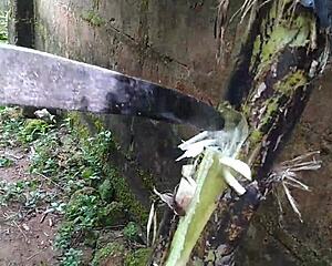 ever had sex with a plantain in the garden? oiled young fun! 🌿🍌💦