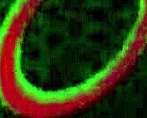 Natalia starr shoves dark long dildo deep in her big pussy!