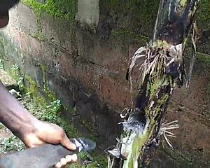 ever had sex with a plantain in the garden? oiled young fun! 🌿🍌💦