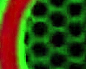 Lisa Ann dives deep dildo fucking british milf Sophie Dee's wet pussy and big tits