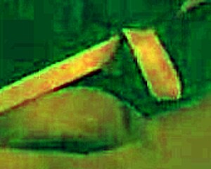 Joi pet play: eres mi mascota, obey femdom Astarioth