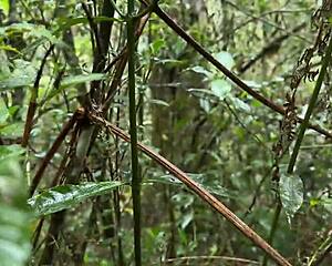 quieres verme mamando verga en el metro cable y follando en el bosque arvi?
