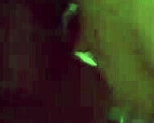 Blowbang sluts series trailer hits hard with fyff double blowjob action