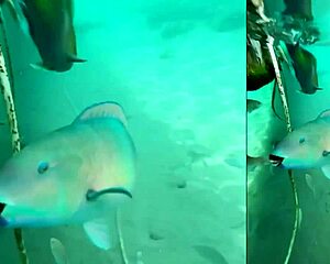 i couldn't resist that beach babe's seduction turning her into my hotel hottie