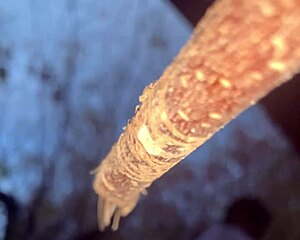 outdoor forest fuck with cute milf witch bent over doggystyle on monster black cock creampie 🌲🍆💦