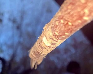 outdoor forest fuck with cute milf witch bent over doggystyle on monster black cock creampie 🌲🍆💦