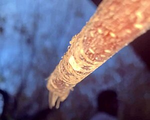 outdoor forest fuck with cute milf witch bent over doggystyle on monster black cock creampie 🌲🍆💦