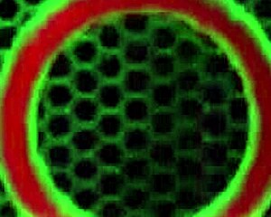 Busty Teacher Sa Jay Fingers Huge Tits For Extra Credit