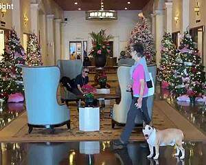 kal and i strolled waikiki admiring christmas lights with few callers