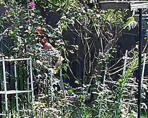 Steffi Waters Tends Her Lush Garden In Steamy Hotwife Redhead Outdoor Display