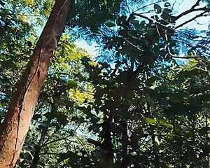 my stepdaughter's teasing in the woods got intense full video on sheer