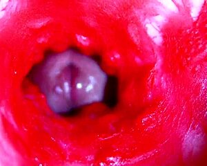 extreme close-up asmr head inside wet pussy